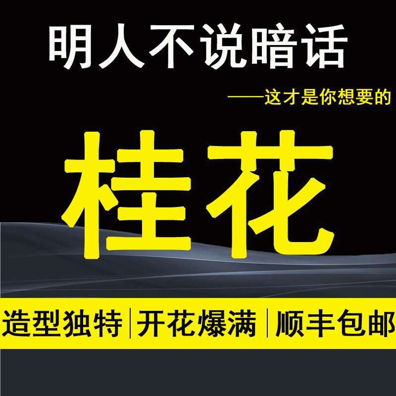 精品日香桂花盆景盆栽树苗一物一拍室内办公桌四季桂流苏嫁接老桩