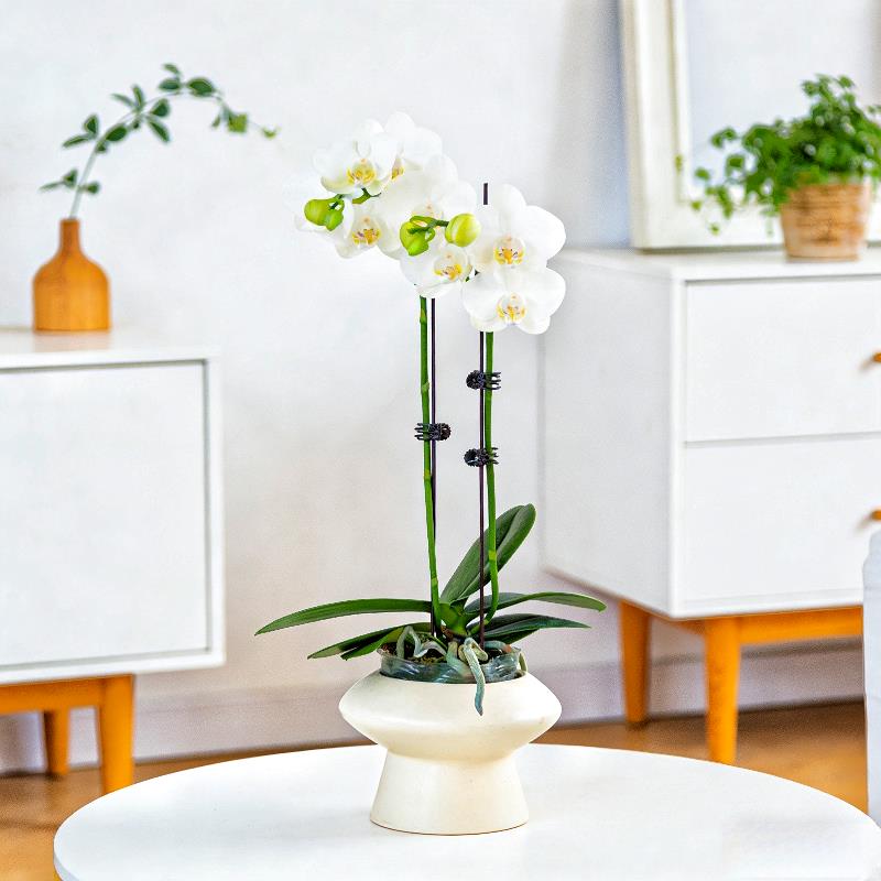 白色阿玛蝴蝶兰盆栽兰花带花鲜花绿植花卉植物室内花盆景送礼礼品