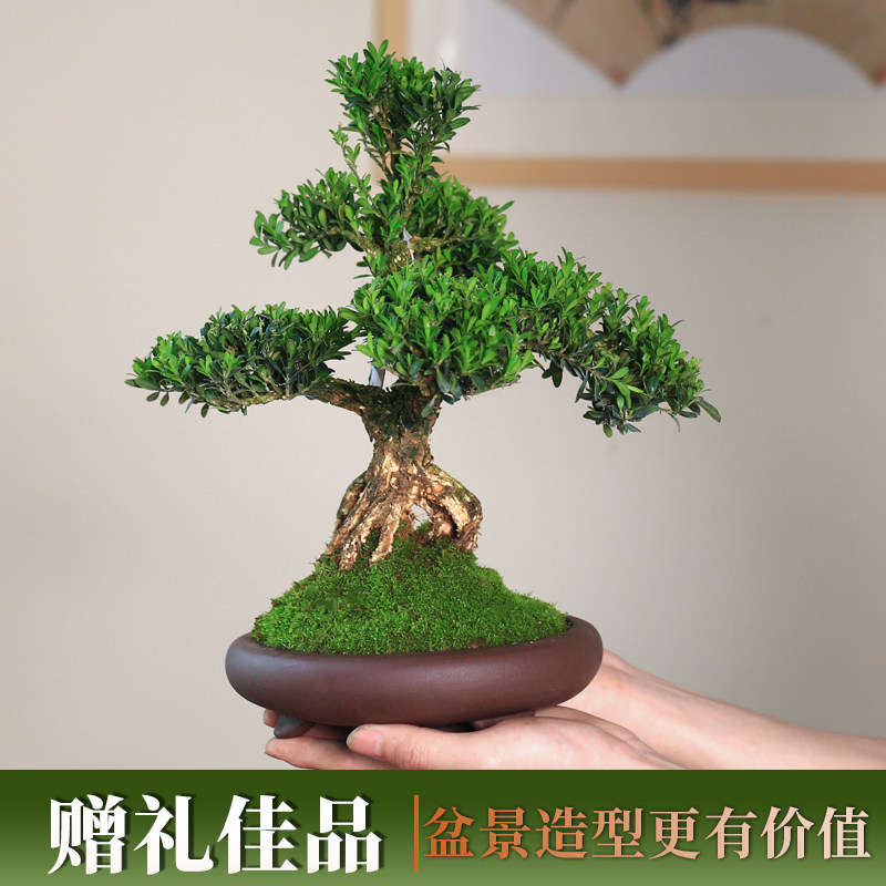 提根黄杨盆栽老桩造型盆景皱皮小叶植物庭院窗台好养绿植一物一拍