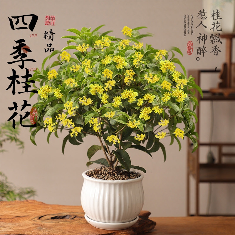 四季桂花盆栽树苗浓香型新中式盆景矮桩绿植桌面公室内盆栽植物