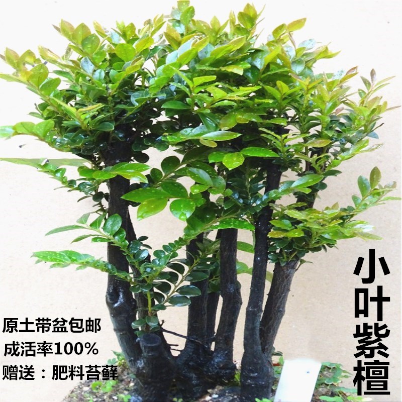 名贵小叶紫檀盆景老桩客厅植物室内招财绿植四季常青净化盆栽包邮