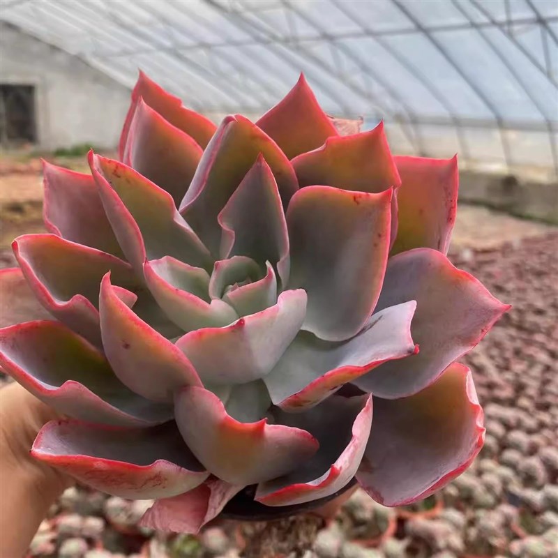 晚霞之舞广寒宫蓝光植物好养易爆盆群生多肉萌肉创意花卉绿植盆栽