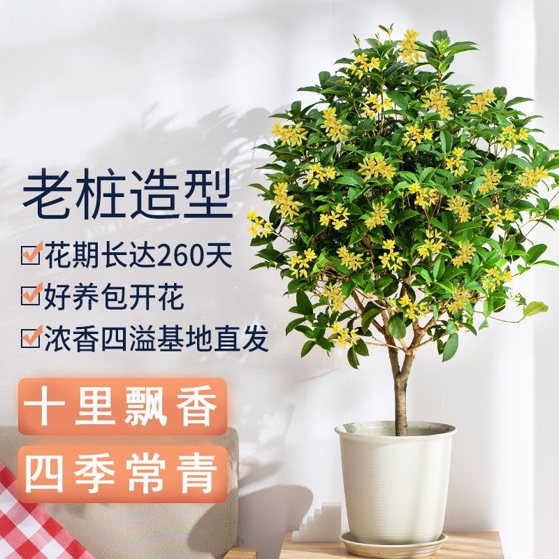 桂花树苗四季桂盆栽室内花卉阳台金丹桂庭院老桩浓香型花期长开花
