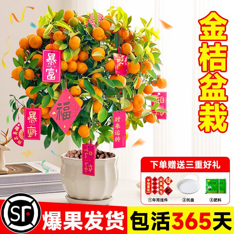 金桔树盆栽带果可食用室内四季脆皮橘子树苗客厅植物花卉绿植盆景