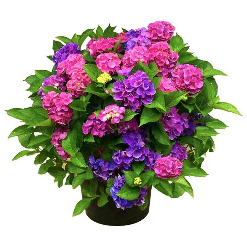 巨型无尽夏精品绣球花苗阳台特大花庭院别墅花园耐寒造景花镜植物
