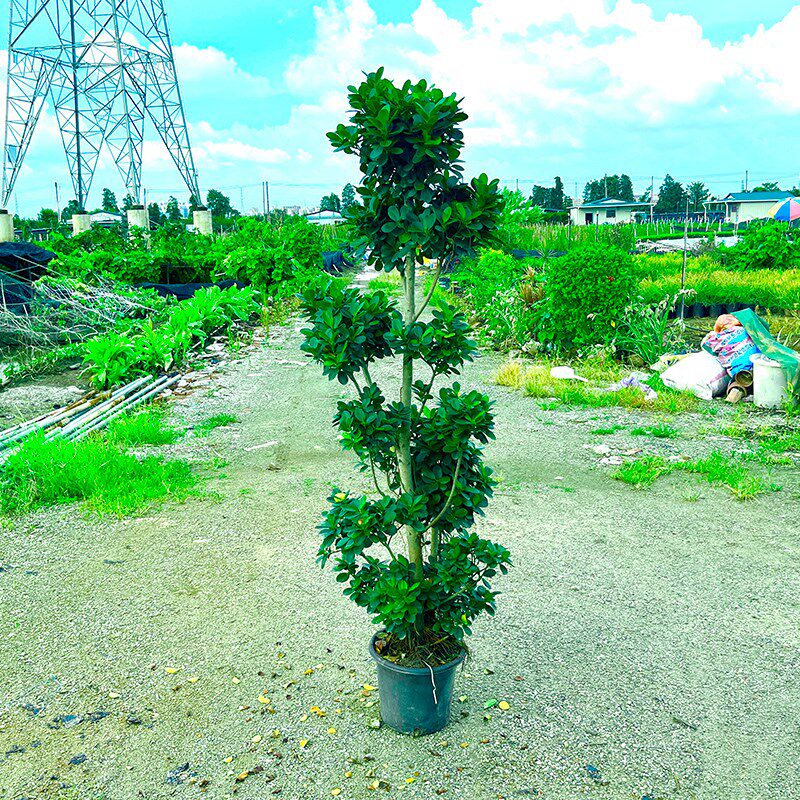 摇钱树金钱榕盆栽绿植地栽老桩造型火山榕树室内客厅观赏植物盆景