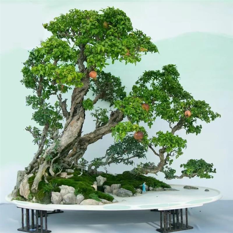 石榴树盆栽地栽老桩