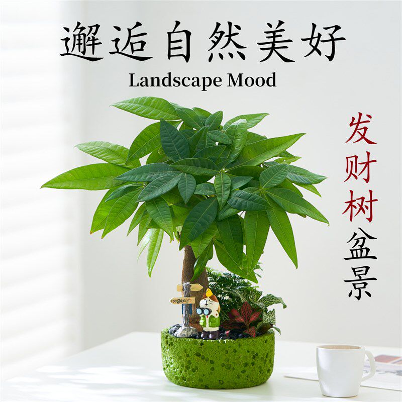 发财树小盆栽文竹室内盆景摆件云竹绿植桌面植物手工diy礼物送礼