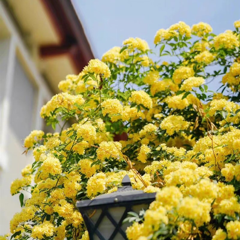 正宗重瓣黄木香花苗爬藤植物庭院别墅花卉多花红蔷薇藤本浓香四季