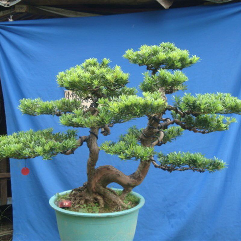 珍珠雀舌菊花芯贵妃元宝罗汉松盆景实物真树盆栽阳台庭院一物一拍