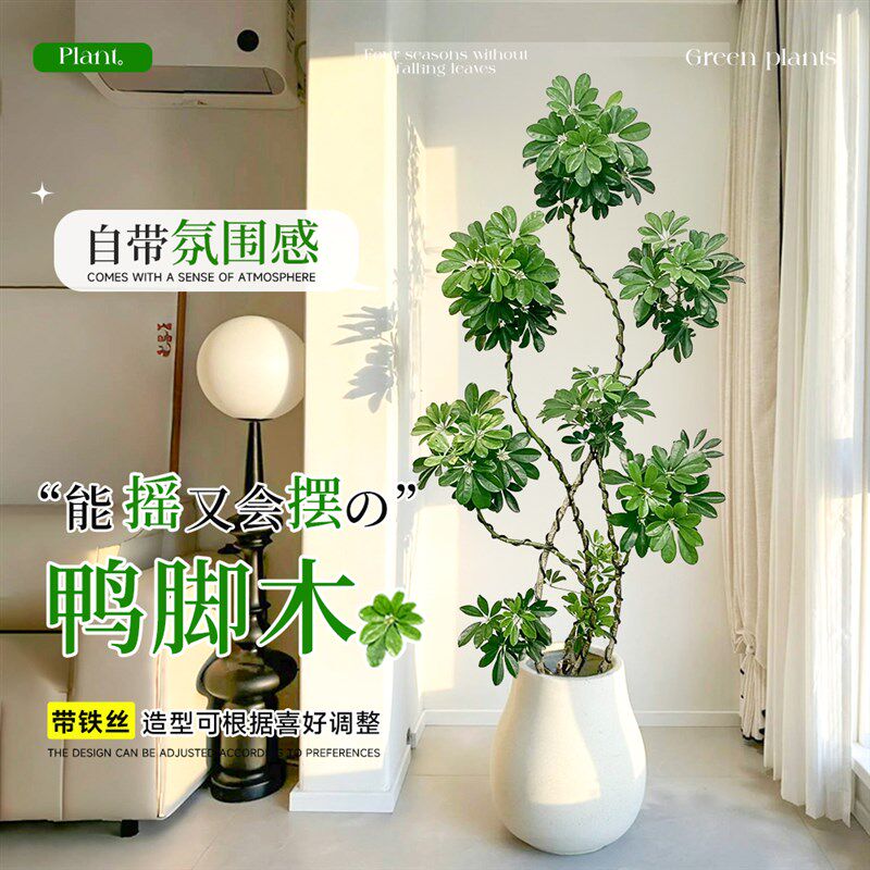 造型鸭脚木客厅大盆栽鸭掌木鹅掌柴室内落地式大型四季常青绿植物