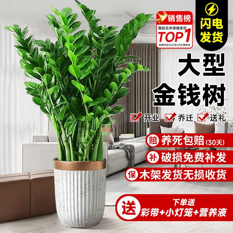 金钱树盆栽客厅大花盆旺宅树办公室内大型好养绿植物乔迁摇钱串子