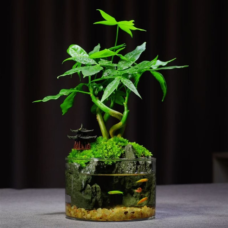 发财树小盆栽招财绿植盆景客厅办公室内桌面苔藓微景观摆件送礼