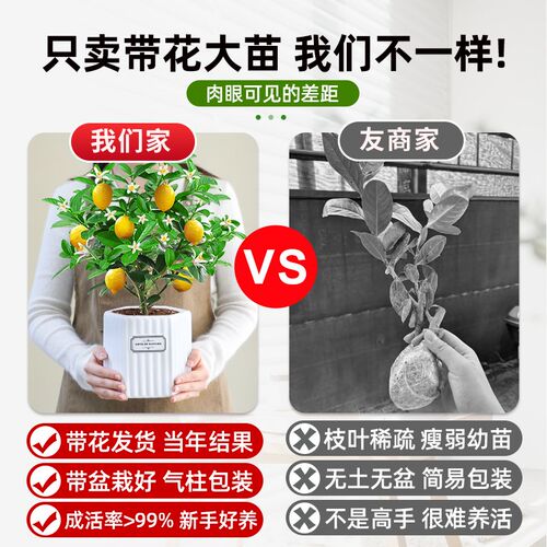 大盆香水柠檬盆栽树可食用阳台水果树苗四季结果好养活花卉绿植