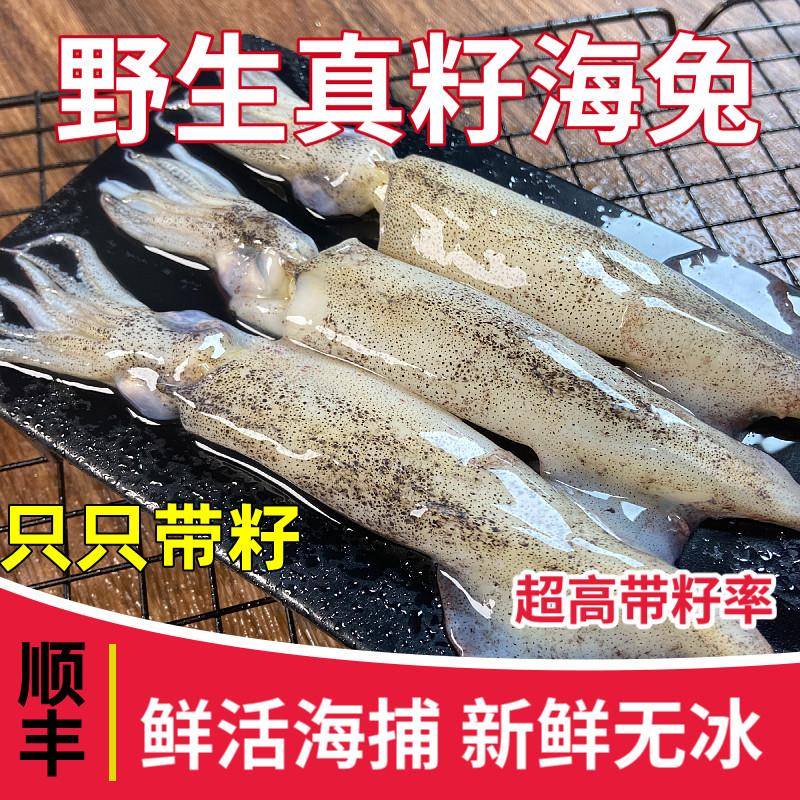 野生真籽满籽笔管鱼全籽籽乌海兔子小鱿鱼无冰新鲜鲜活冷冻海鲜
