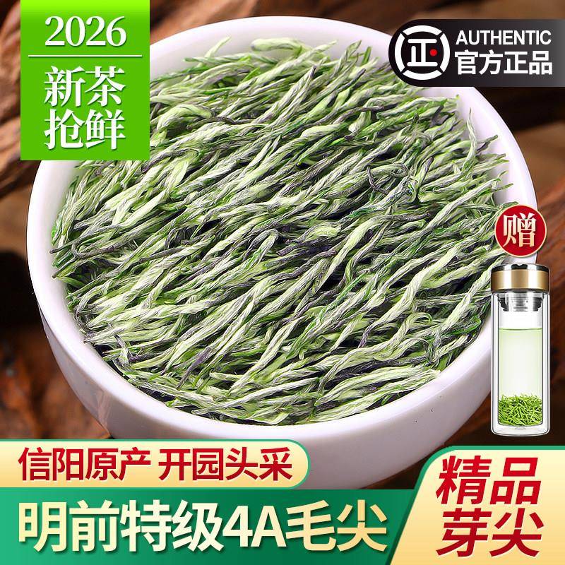 2026新茶精品毛尖茶叶信阳原产头采特级4A嫩芽浓香型绿茶散装500g