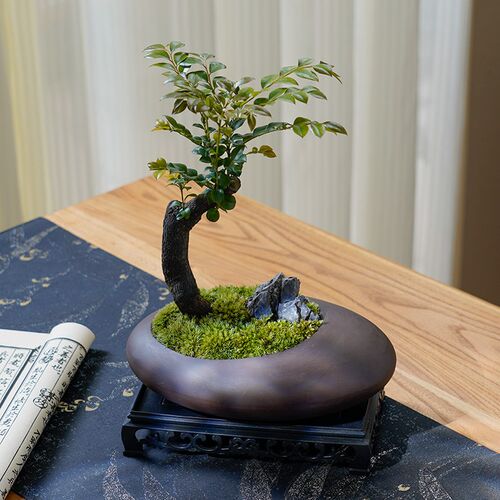 小叶紫檀盆景绿植盆栽室内办公室桌面花卉树苗植物老桩四季好养活