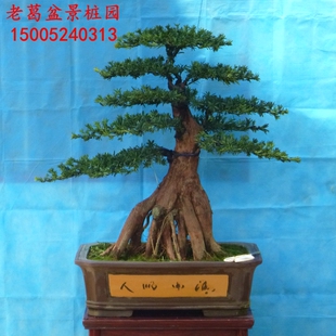 米叶珍珠小叶罗汉松造型 中大型罗汉松盆景树桩实物