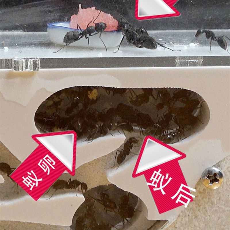 蚂蚁工坊适合各种蚂蚁城堡生态亚克力蚁巢蚁箱宠物产卵繁殖窝家园