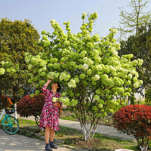 海蒂的花园中华木绣球斗球灌木花卉庭院大型造景木本植物盆栽树苗