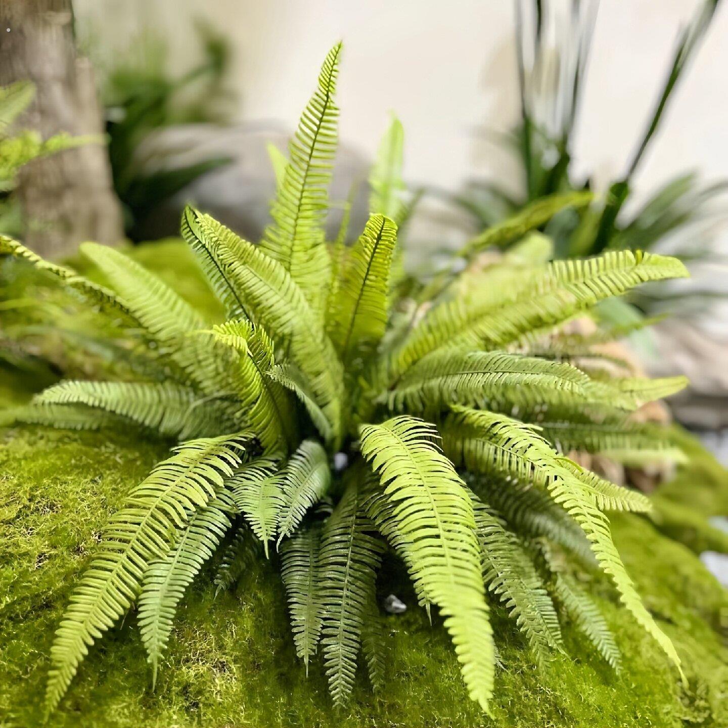 彷真肾蕨假植物室内森系造景苔藓微景观小草盆景逼真绿植摆件装饰