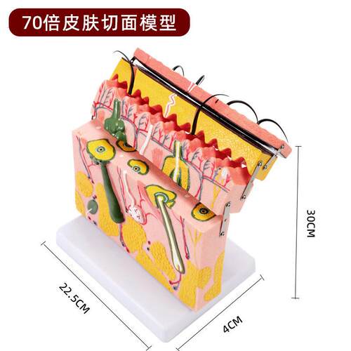 。环保结构型式毛囊构造解剖人体皮肤组织结构放大模式模型结构图