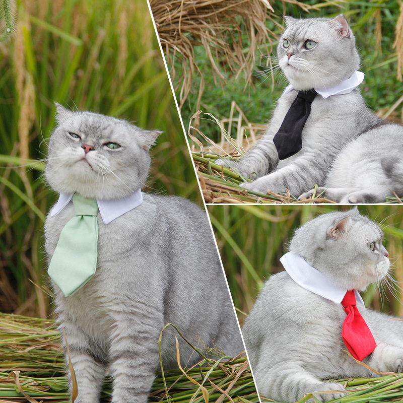 宠物猫咪领结猫领带西装泰迪项圈绅士小狗猫猫小猫学士服拍摄道具