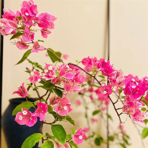 漳红樱三角梅百变红樱阳台庭院绿植景观盆栽带花发货四季开花爬藤