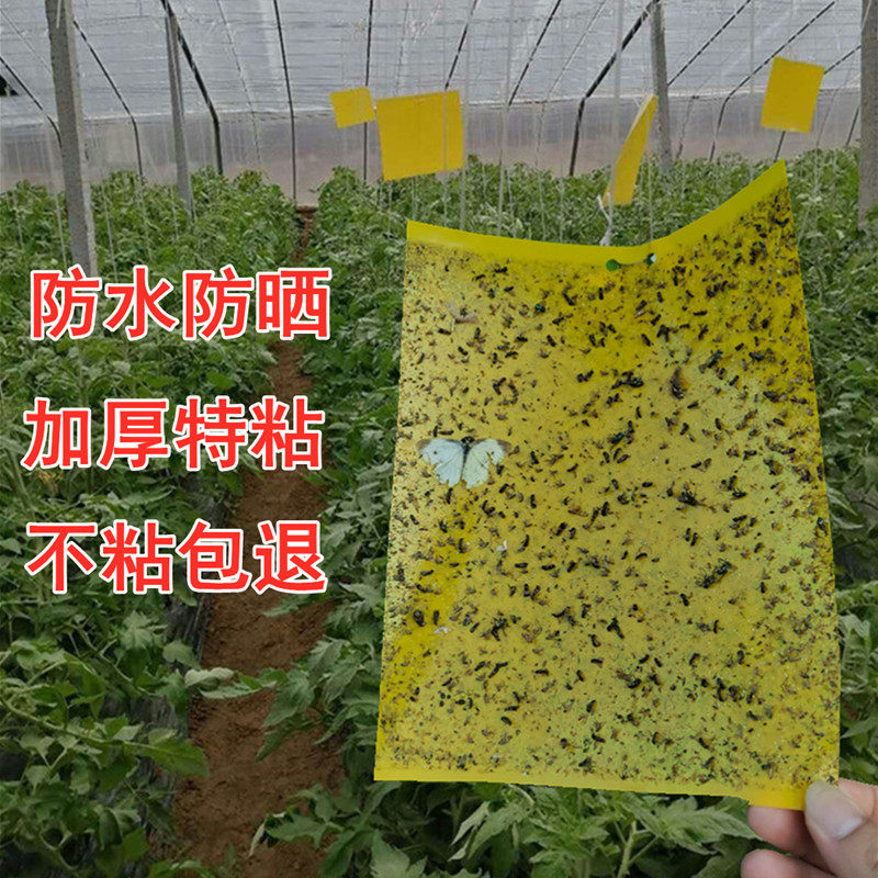 黄板粘虫板蓟马贴双面黏虫黄蓝板大棚诱虫板白粉虱小黑飞茶园果园
