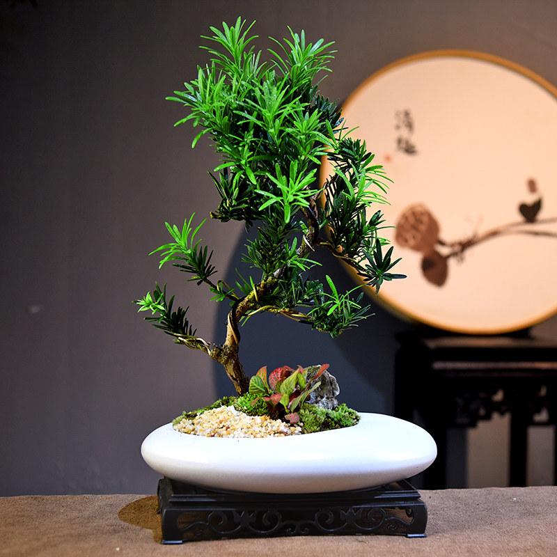 造型罗汉松盆栽新中式简约植物盆景室内客厅办公桌面教师节礼品