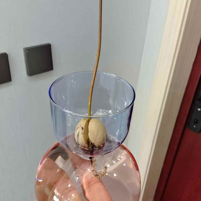 欧式牛油果专用种植瓶子牛油果核水养玻璃瓶子牛油果彩色水培器皿