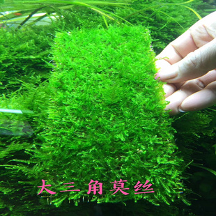 鱼缸淡水莫丝莫斯慕斯水晶大三角鹿角苔垂泪松茸火焰美凤珊瑚水草
