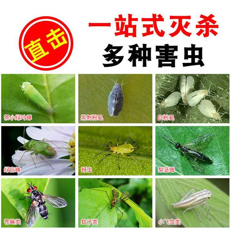 灭小飞虫黄板双面粘虫板诱虫纸贴适用于家庭果园大棚