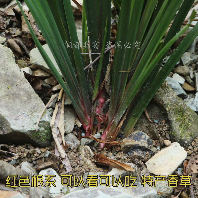 贵州山奈五香草茴香菖蒲随手香室内盆景绿植大料去腥增香草带根