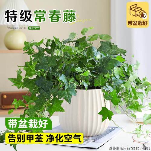 常春藤盆栽室内桌面四季常青净化空气绿植吊兰垂吊植物阳台好养活