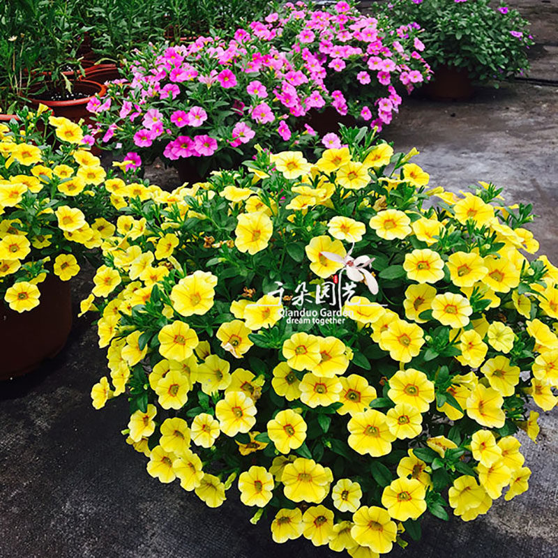 矮牵牛盆栽百万小玲舞春花小铃植物苗带花花期长好养2盆包邮花卉
