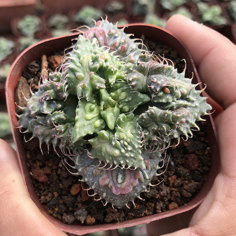 奇趣季节变颜色狂澜怒涛多肉植物办公室萌肉肉吸收甲醛盆栽花卉