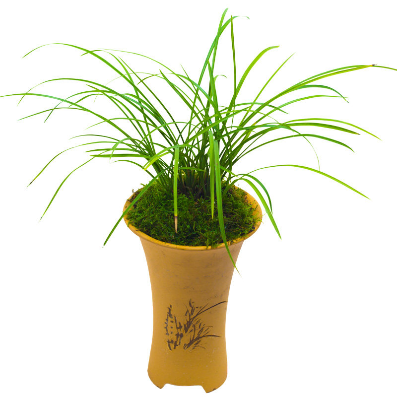 兰花盆栽植物莲瓣兰小雪素名贵细叶兰花苗兰草带花苞好养大众国兰