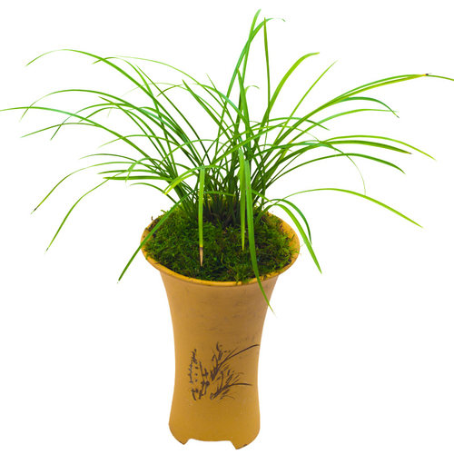 兰花盆栽植物莲瓣兰小雪素名贵细叶兰花苗兰草带花苞好养大众国兰