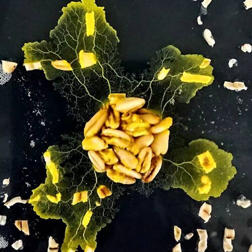 黏菌宠物菌种菌核粘菌学生史莱姆小宠物曳尾菌刚丝多头绒泡菌培养