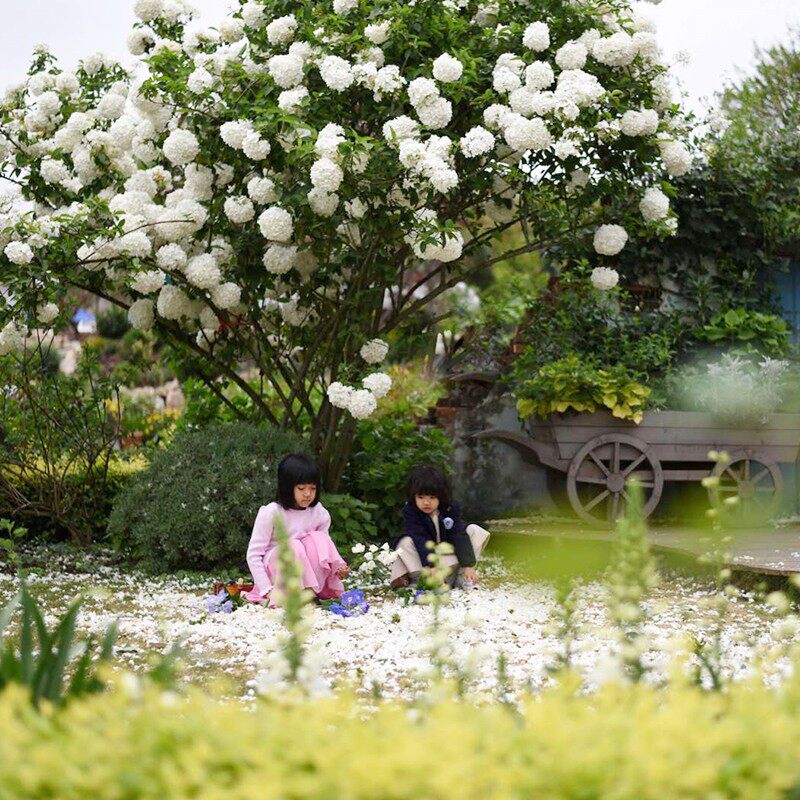 海蒂的花园 家庭园艺设计植物搭配种植 照片取自花园实景