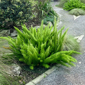 海蒂的花园狐尾天门冬多年生常绿植物室外庭院盆景观叶绿植盆栽苗