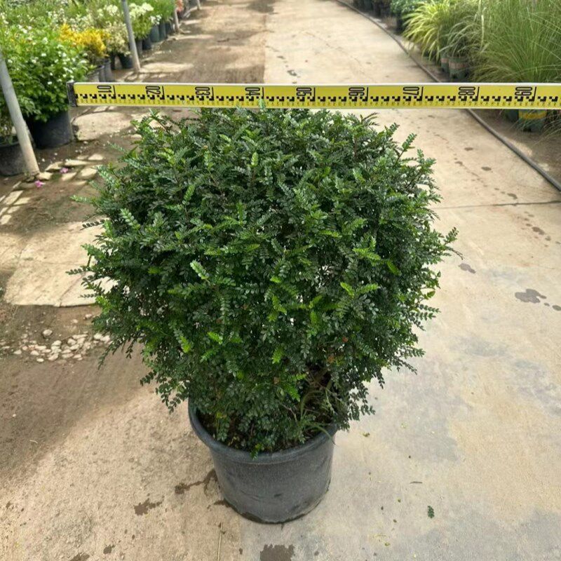 驱蚊清香木球盆栽绿植懒人室内四季常青花园庭院阳台别墅造景植物