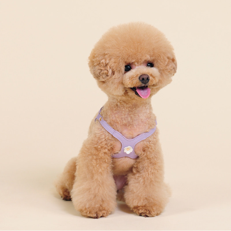 狗狗胸背防挣脱背带小型犬专用牵引绳可调节宠物胸背带夏季轻便狗