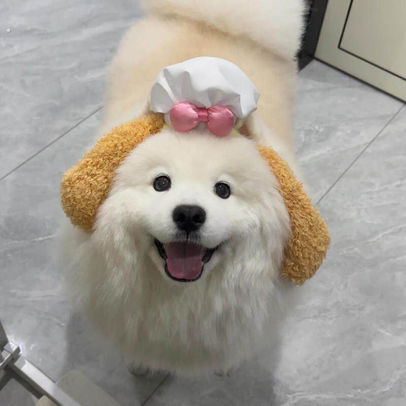 饼饼发箍可爱狗狗发饰萨摩耶柴犬创意厨师狗宠物氛围感拍照装饰品