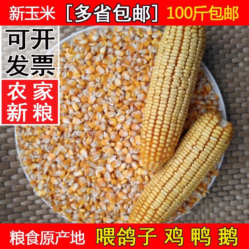 干玉米粒苞米鸽子喂鸡鸭鹅鸟粮食饲料打窝钓鱼饵100斤玉米籽酿酒