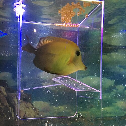 海水淡水通用水族宠物专用鱼缸隔离盒 蝠宠具诱捕喂食隔离盒J-006