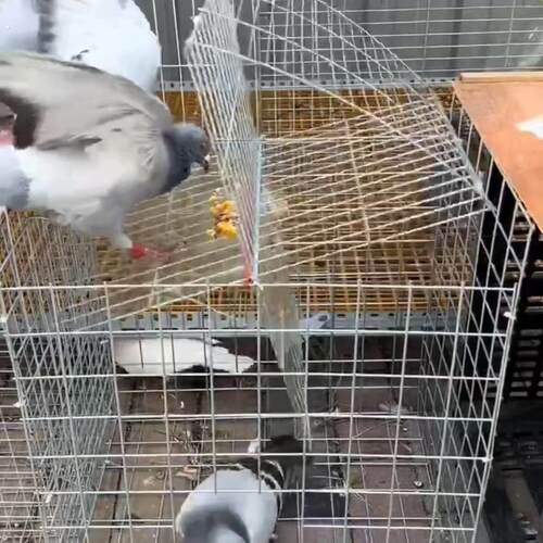 捕鸽神器鸟笼鸽笼养殖厂自动天落笼旋转笼翻板笼镀锌