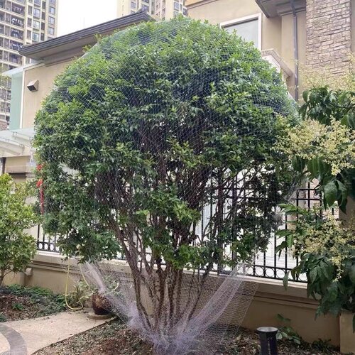 家用果树防鸟网嘉宝果树网枇杷树樱桃树防鸟用的网果树防鸟丝网罩
