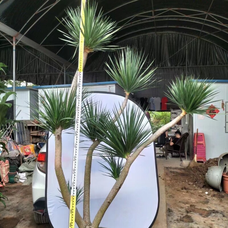 黑珍珠多头造型龙血树客厅大型绿植庭院阳台别墅花园室内植物盆栽